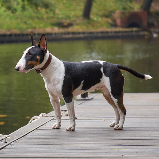 Toy sales bull terrier